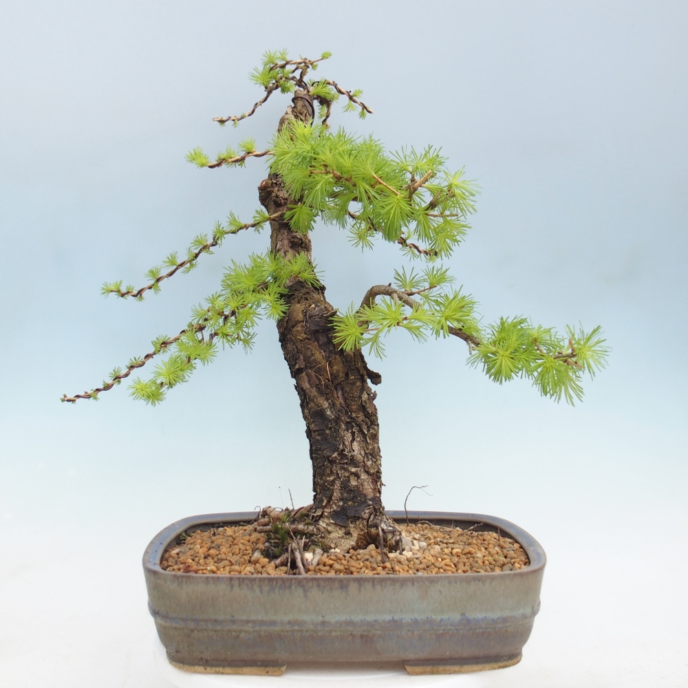 Bonsai da esterno -Larix decidua - Larice