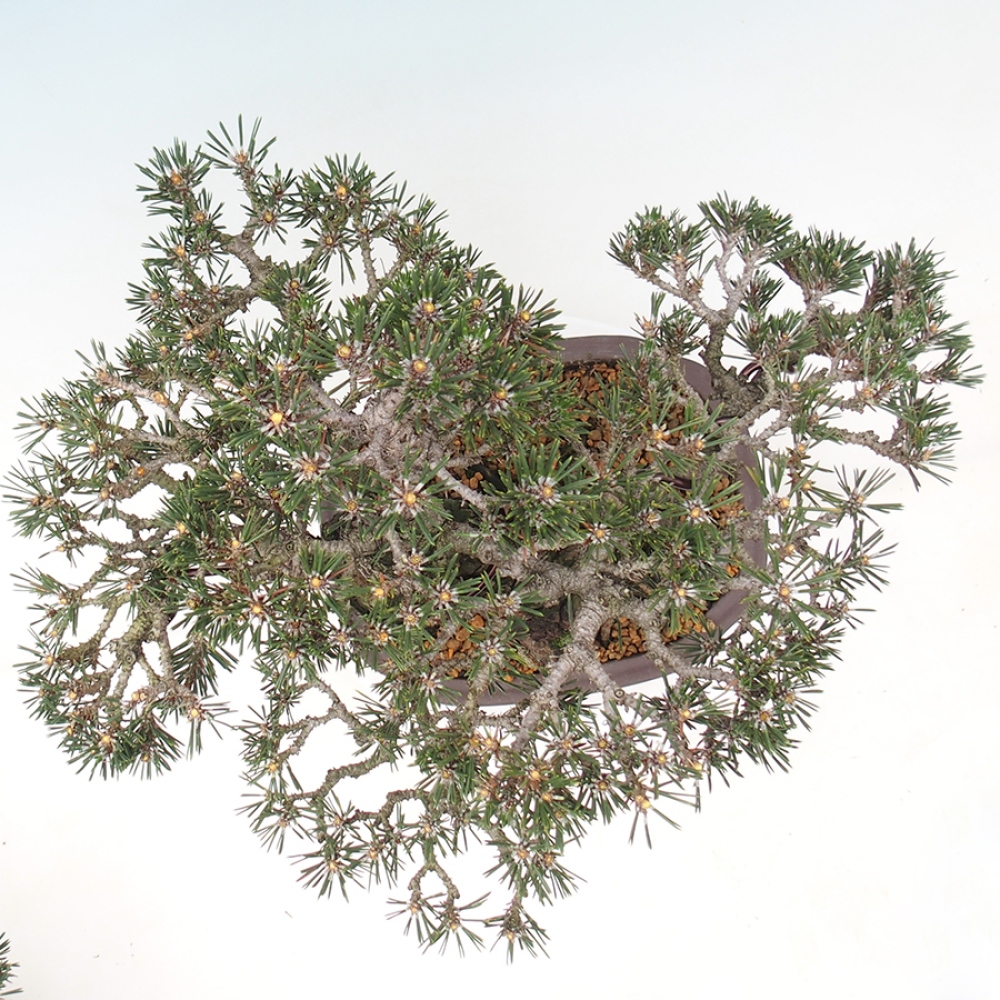 Bonsai da esterno - Pinus thunbergii Kotobuki - Pino di Thunberg