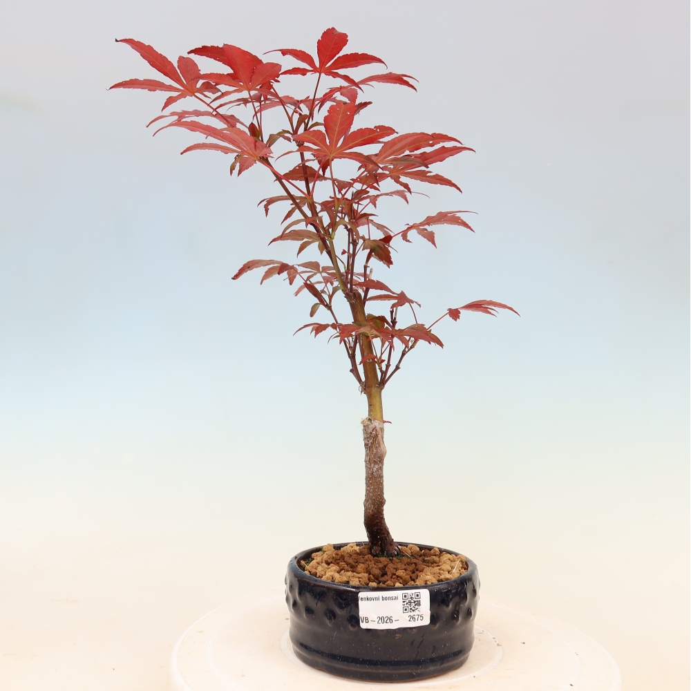 Bonsai da esterno - Palma Acer. Atropurpureum-Javor palmate