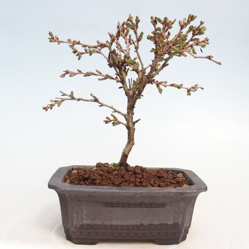 Bonsai da esterno - Prunus incisa Kojou-no mai-Plivon ritagliato