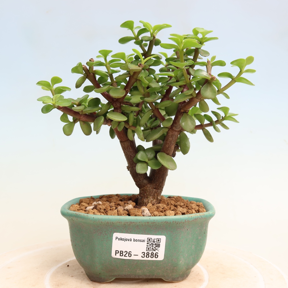 Camera bonsai - Portulakaria Afra - Tlustice