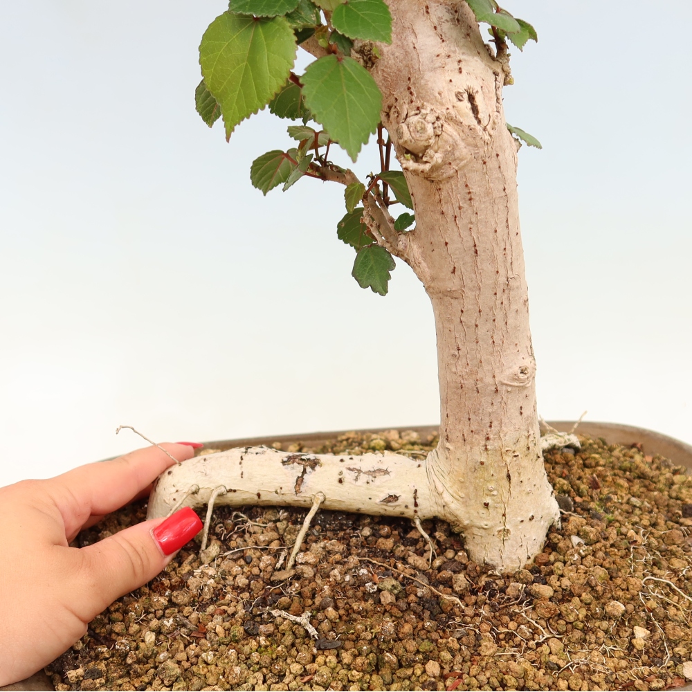 Bonsai da interno - Hibiscus tiliaceus - Ibisco marino