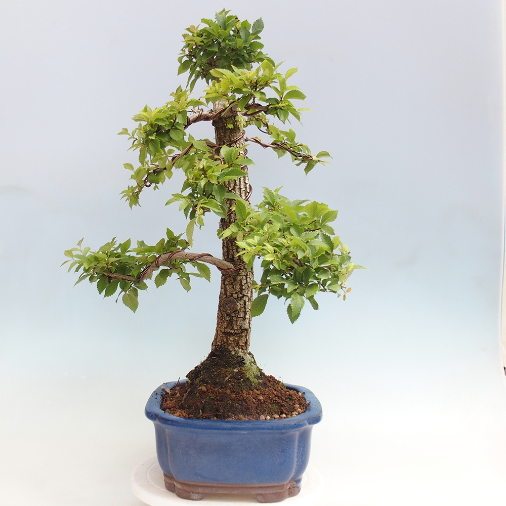 Bonsai da esterno - Zelkova - Zelkova NIRE