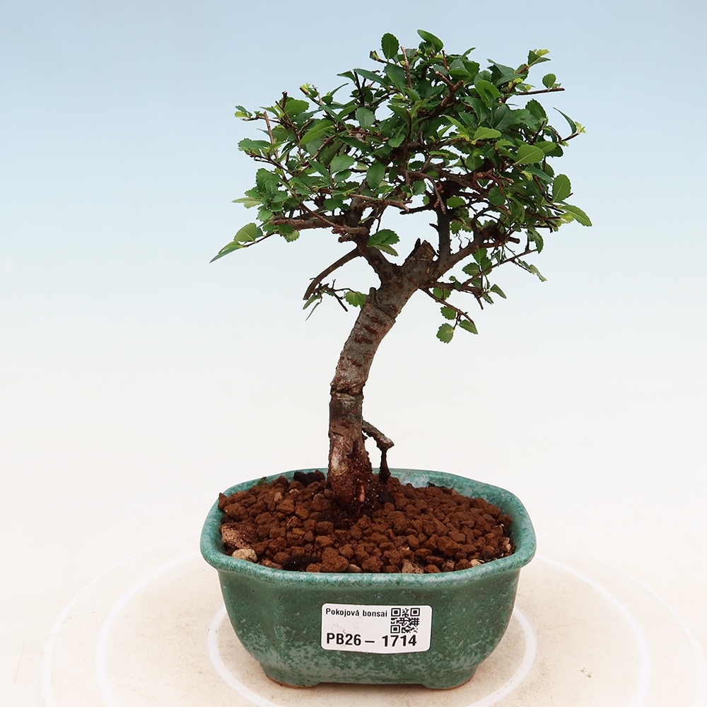 Camera bonsai - Ulmus parvifolia - Olmo a foglie piccole