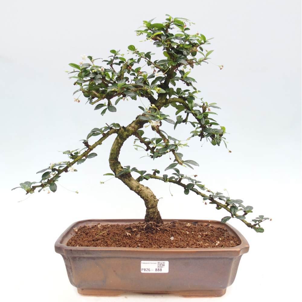 Camera bonsai - Carmona macrophylla - Tea fuki