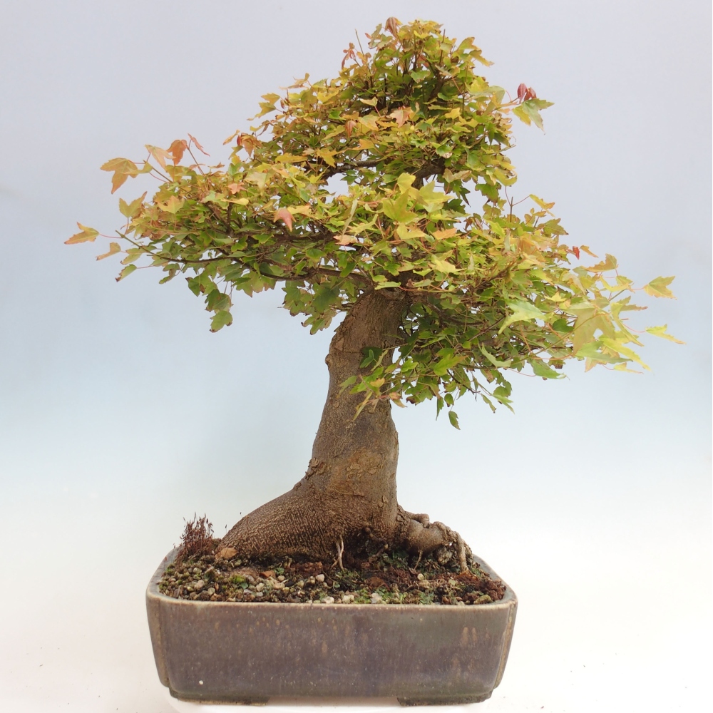 Bonsai da esterno - Acer Buergerianum - Acero di Burger