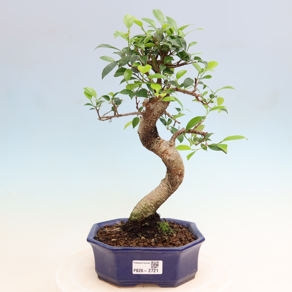 Camera bonsai - Ficus kimmen - ficus a foglie piccole