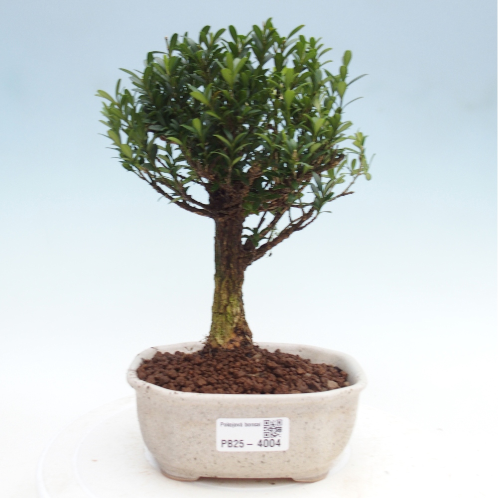 Camera bonsai - Buxus harlandii - buxus da sughero