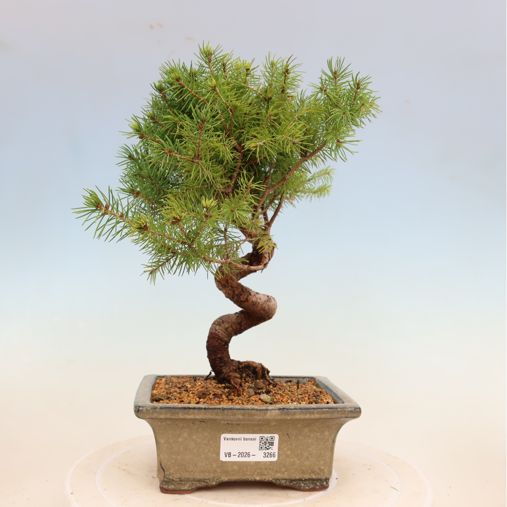 Bonsai da esterno - Abete rosso - Picea glauca globo