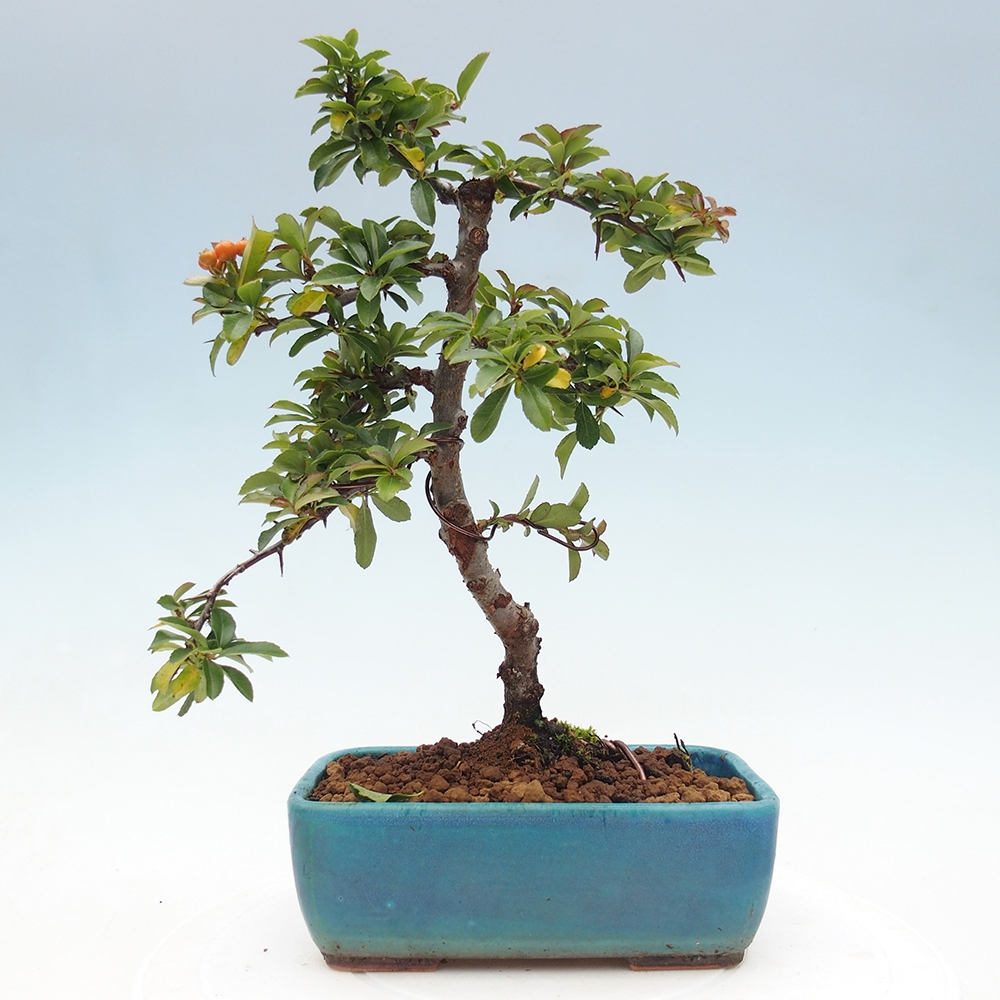 Bonsai da esterno-Pyracantha Teton -Hlox