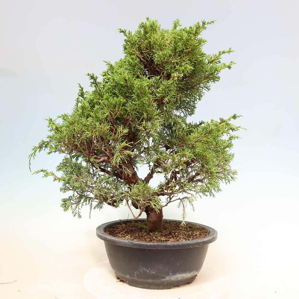 Bonsai da esterno - Juniperus chinensis Itoigawa-Juniperus chinensis