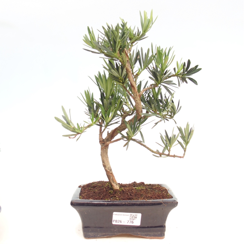 Camera bonsai - Podocarpus - Tasso delle pietre