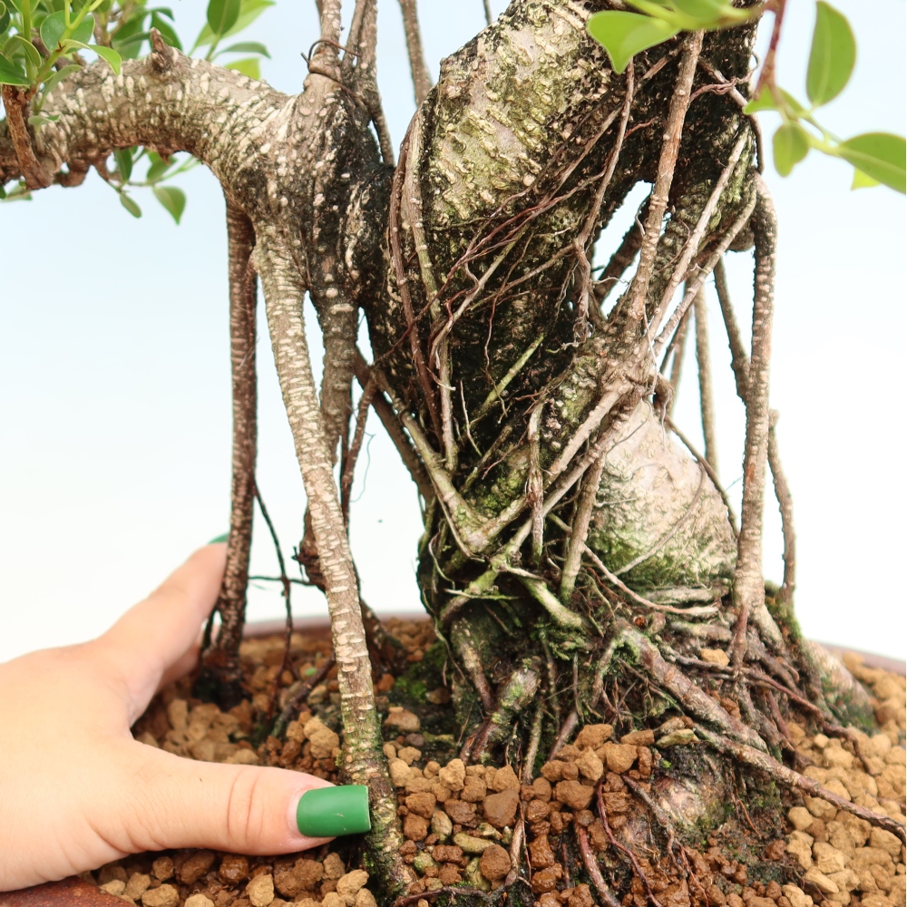 Camera bonsai - Ficus kimmen - ficus a foglie piccole
