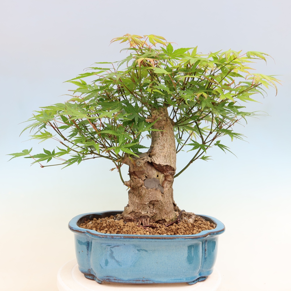 Bonsai da esterno - Acero Burger - Acer Burgerianum
