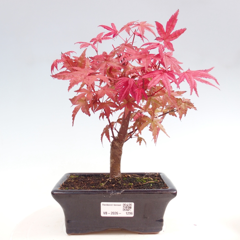 Bonsai da esterno - Acer palmatum DESHOJO