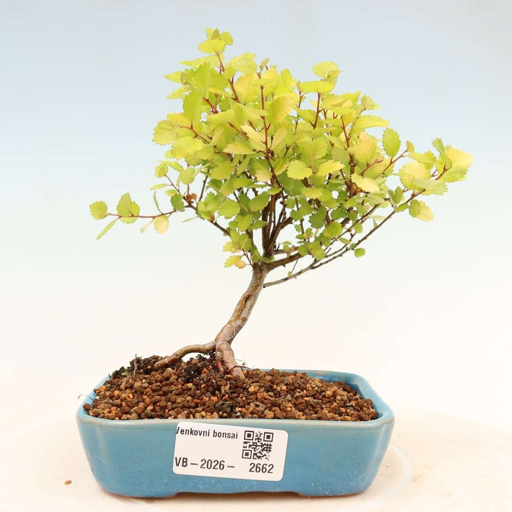 Bonsai da esterno - Betulla nana - Betula NANA Treasure