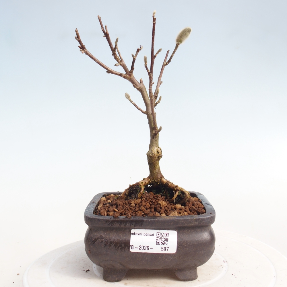 Bonsai da esterno - Magnolia stellata