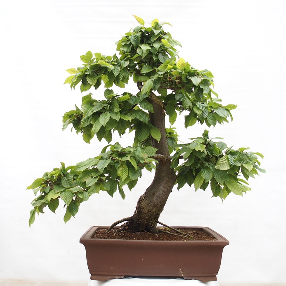Bonsai da esterno - Carpino - Carpinus betulus