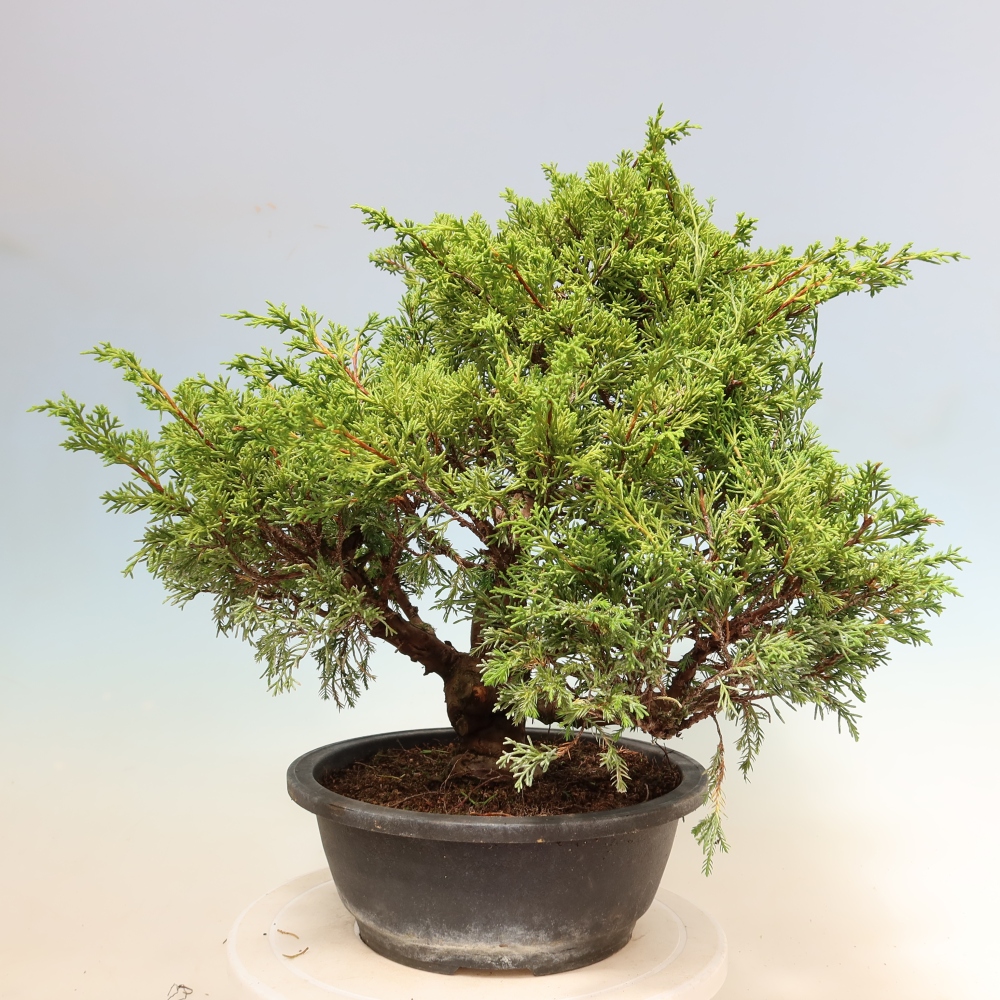 Bonsai da esterno - Juniperus chinensis Itoigawa-Juniperus chinensis