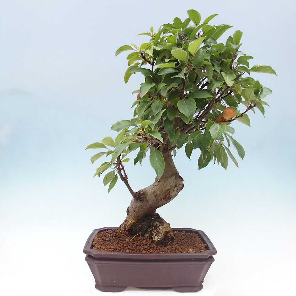 Bonsai da esterno -Malus halliana - Melo a frutto piccolo