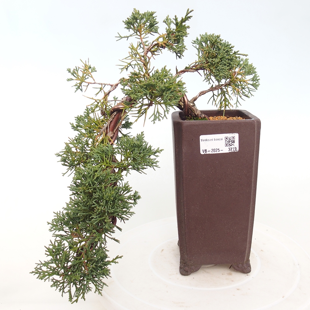 Bonsai da esterno - Juniperus chinensis Kishu