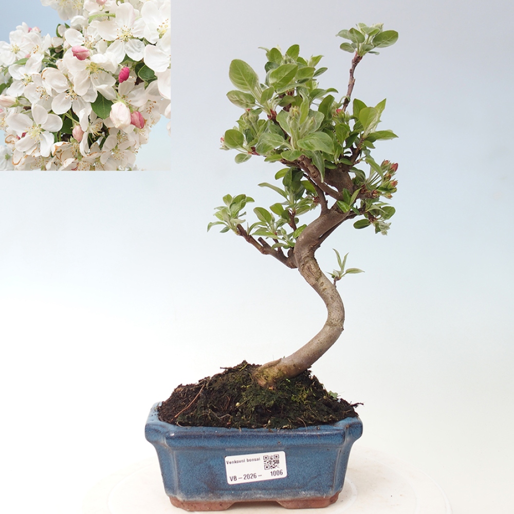Bonsai da esterno -Malus halliana - Melo a frutto piccolo