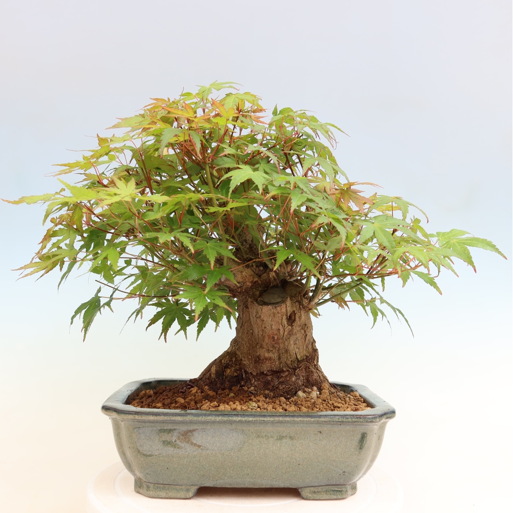 Bonsai da esterno - Acero Burger - Acer Burgerianum