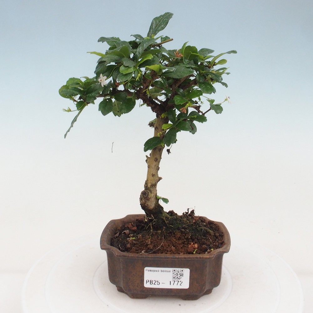 Camera bonsai - Carmona macrophylla - Tea fuki
