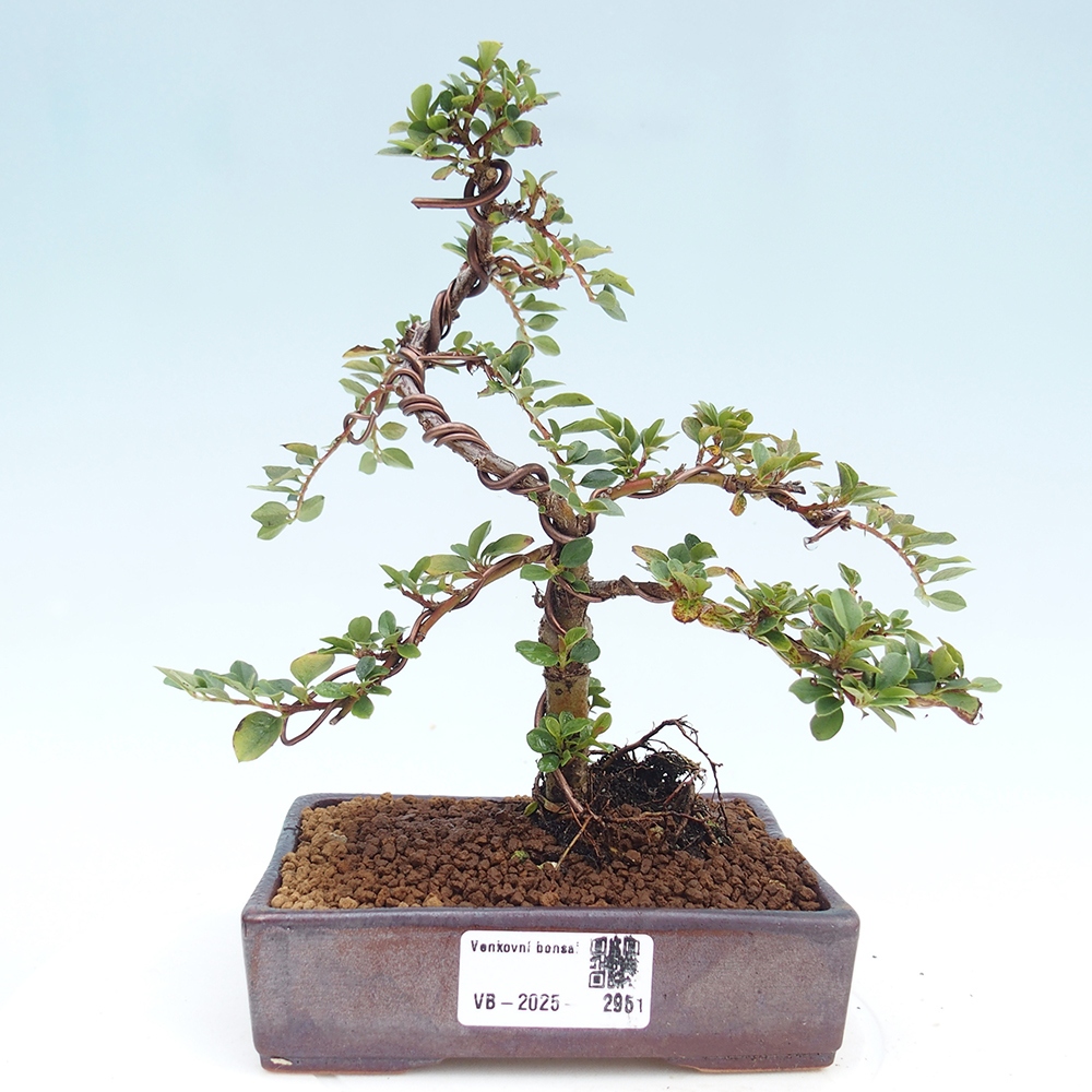 Bonsai da esterno - Cotoneaster horizontalis - Rocky Mountain