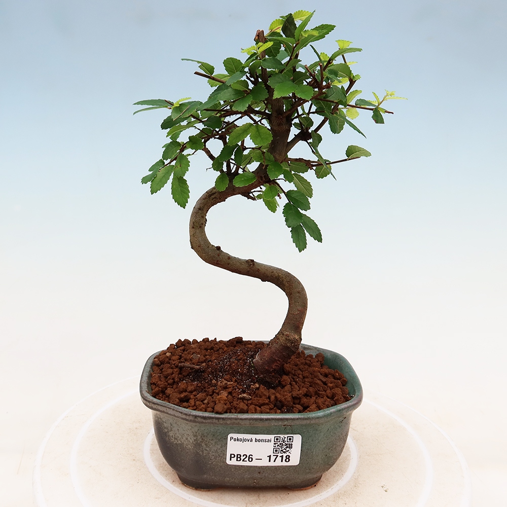 Camera bonsai - Ulmus parvifolia - Olmo a foglie piccole