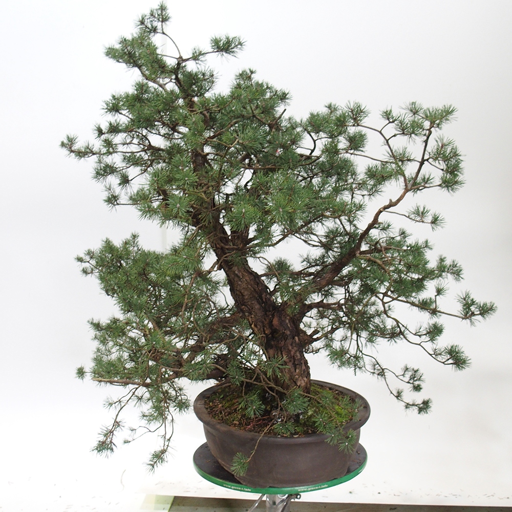 Yamadori - Pinus sylvestris Spagna