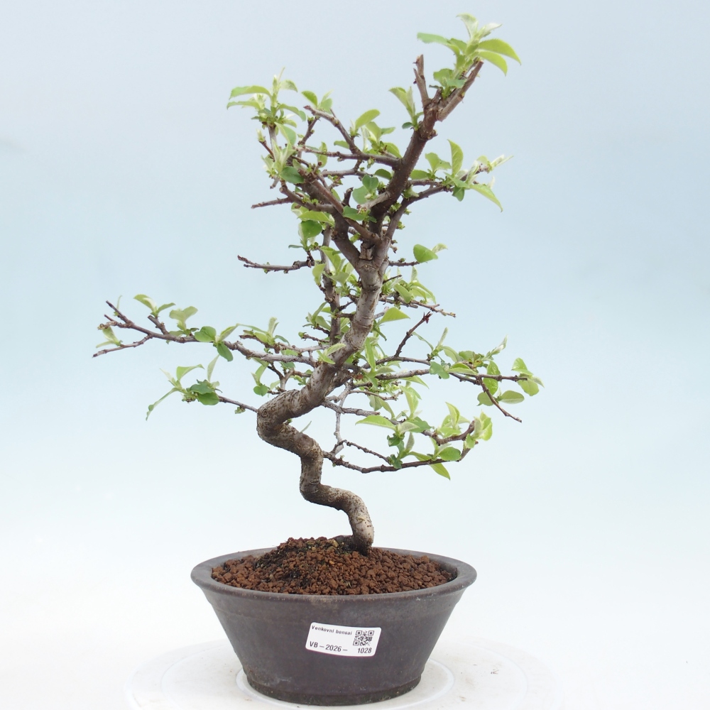 Bonsai da esterno - Chaneomeles chinensis