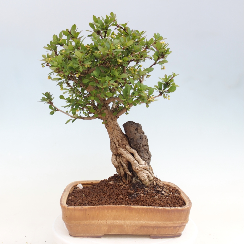 Bonsai da esterno - Berberis coreana