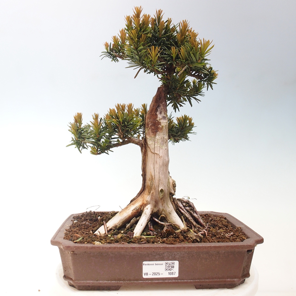 Bonsai da esterno - Taxus cuspidata - Tasso giapponese