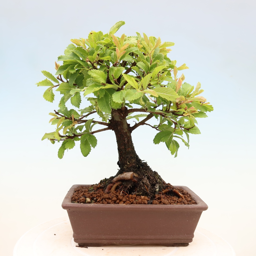Bonsai da esterno - Zelkova - Zelkova NIRE