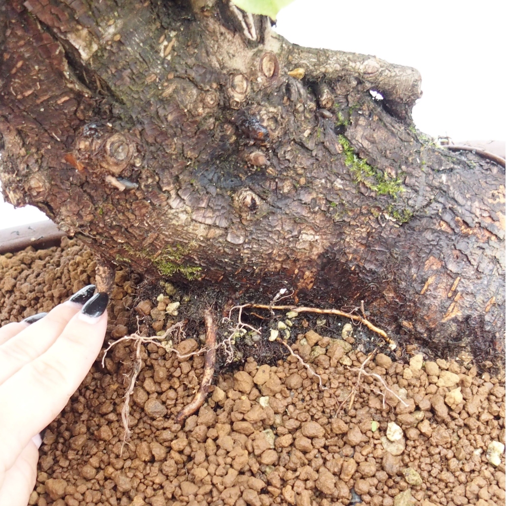 Bonsai da esterno - Mahalebka - Prunus mahaleb