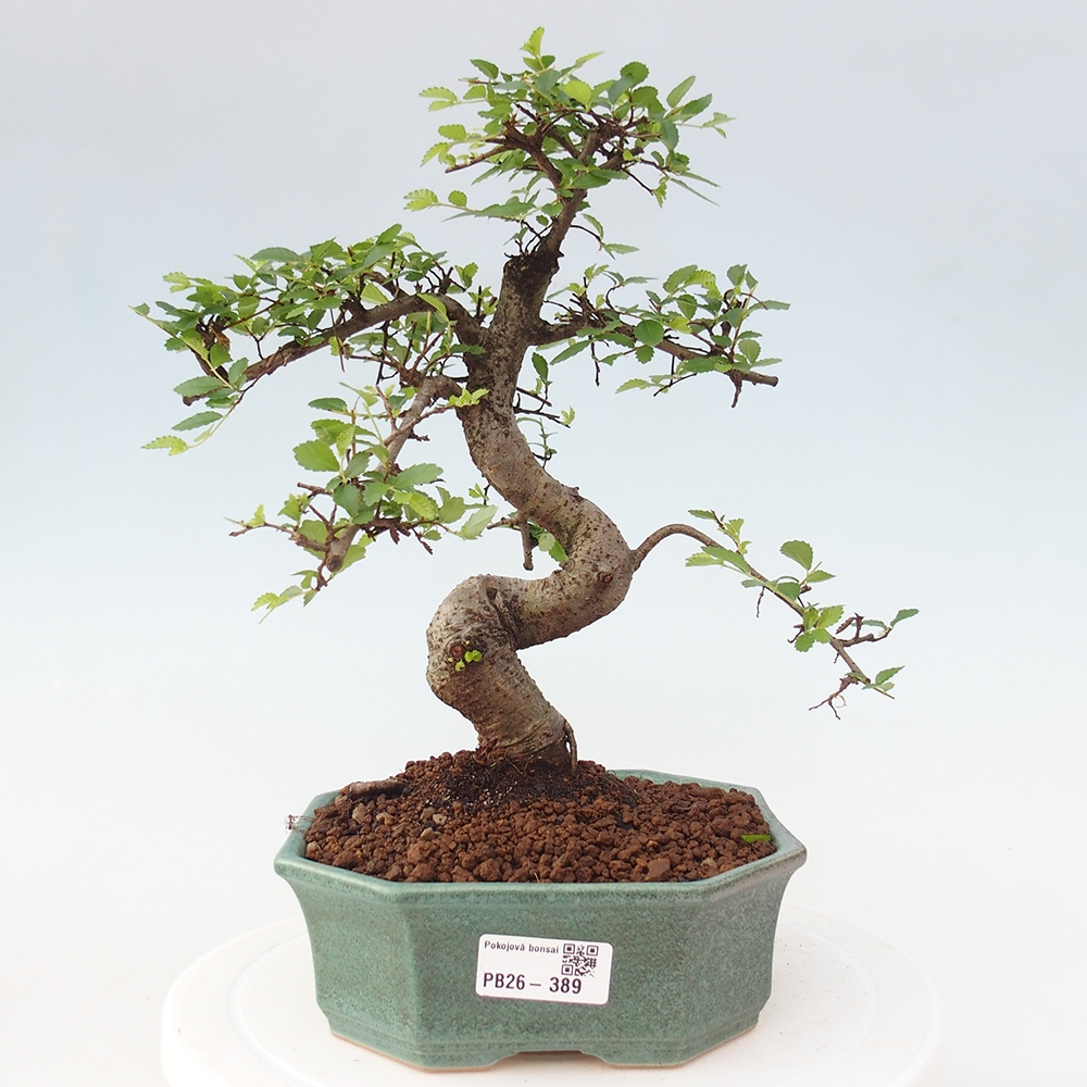 Camera bonsai - Ulmus parvifolia - Olmo a foglie piccole