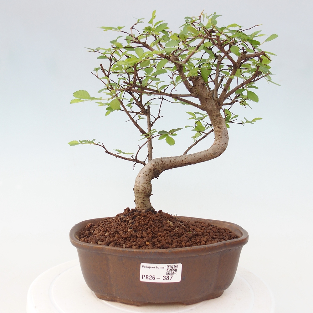 Camera bonsai - Ulmus parvifolia - Olmo a foglie piccole
