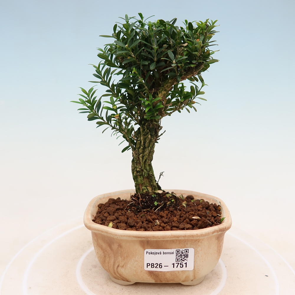 Camera bonsai - Buxus harlandii - buxus da sughero