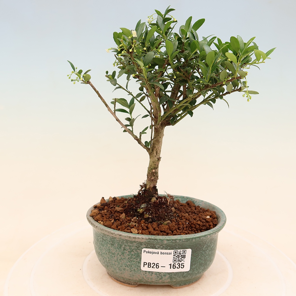 Camera bonsai - Ilex crenata - Agrifoglio
