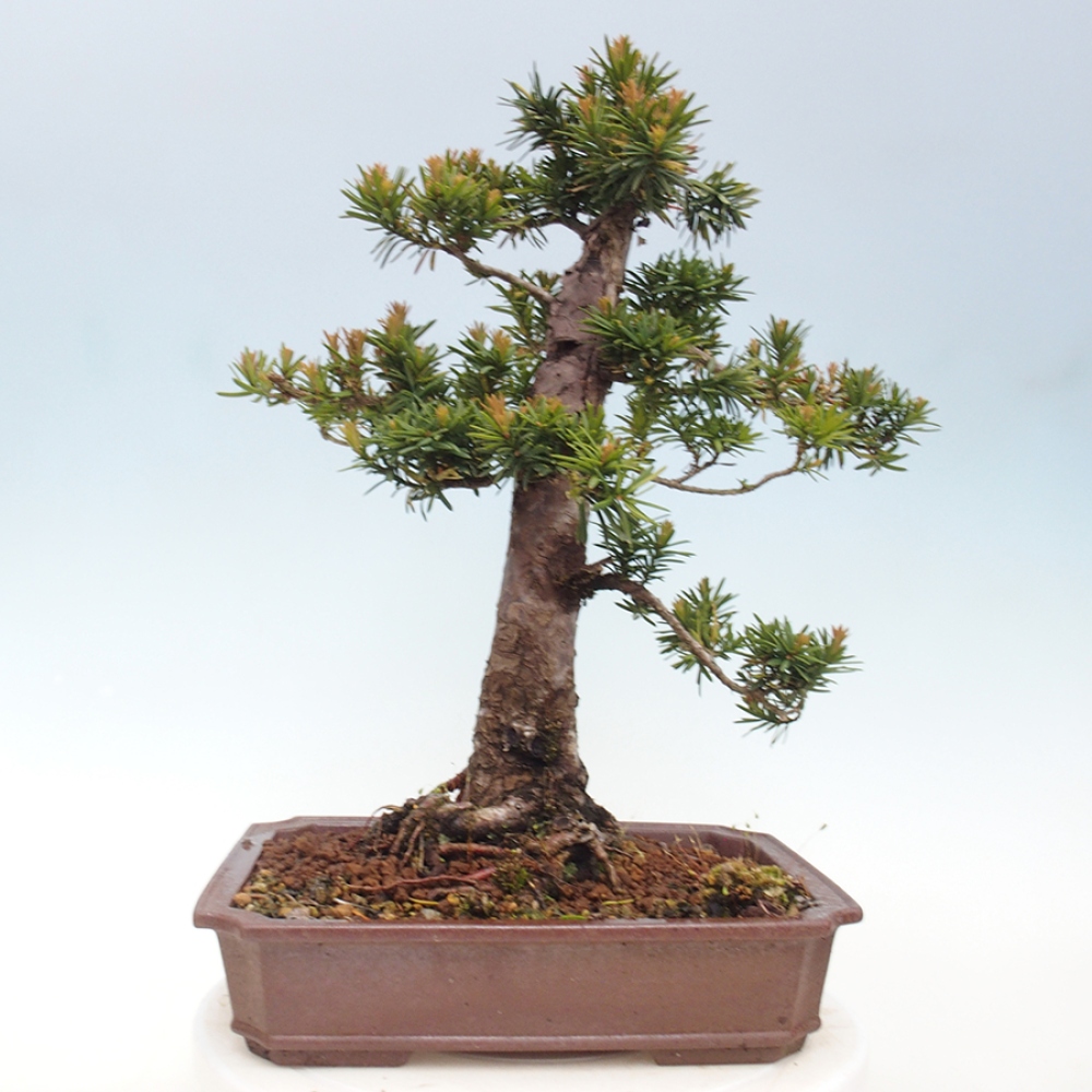 Bonsai da esterno - Taxus cuspidata - Tasso giapponese