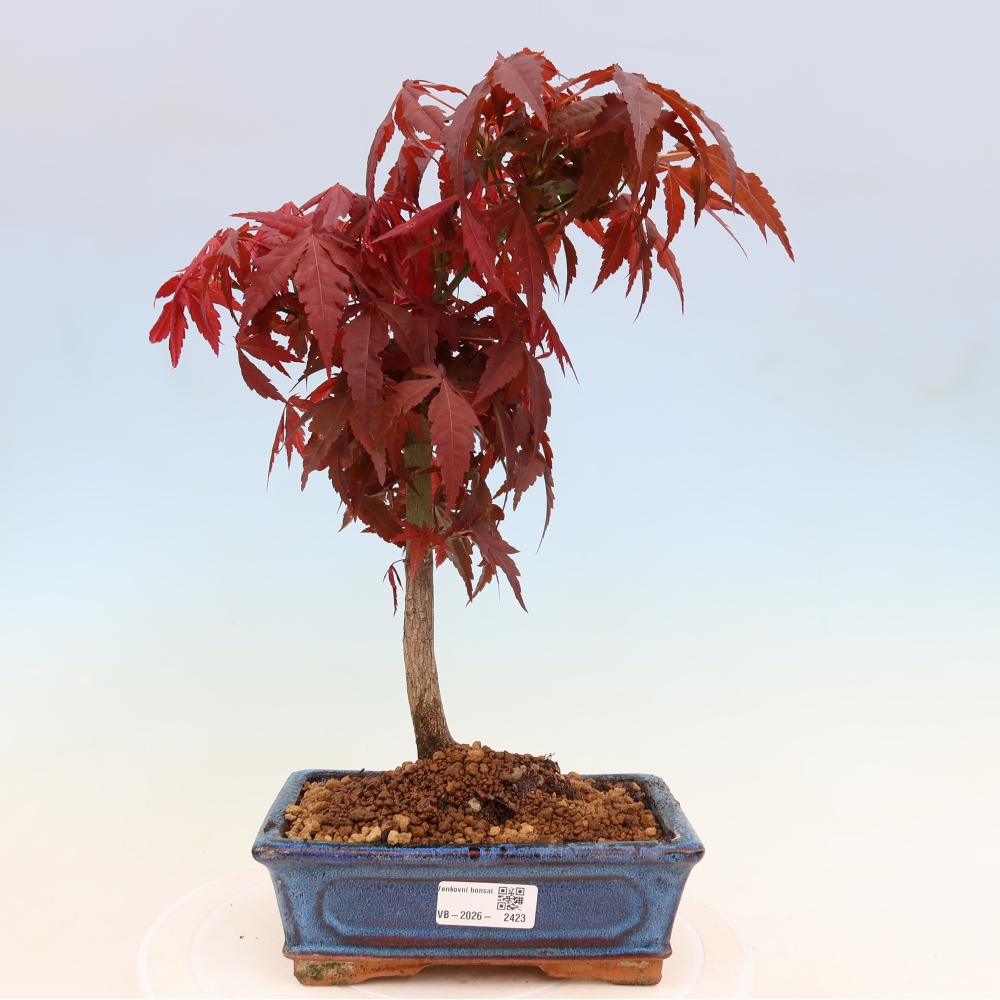 Bonsai da esterno - Palma Acer. Atropurpureum-Javor palmate