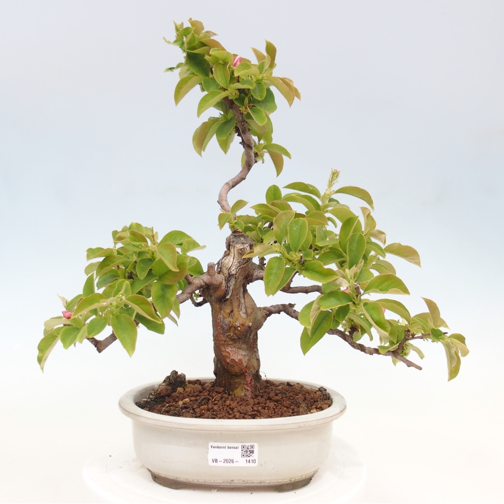 Bonsai da esterno - Pseudocydonia sinensis - Cotogno cinese