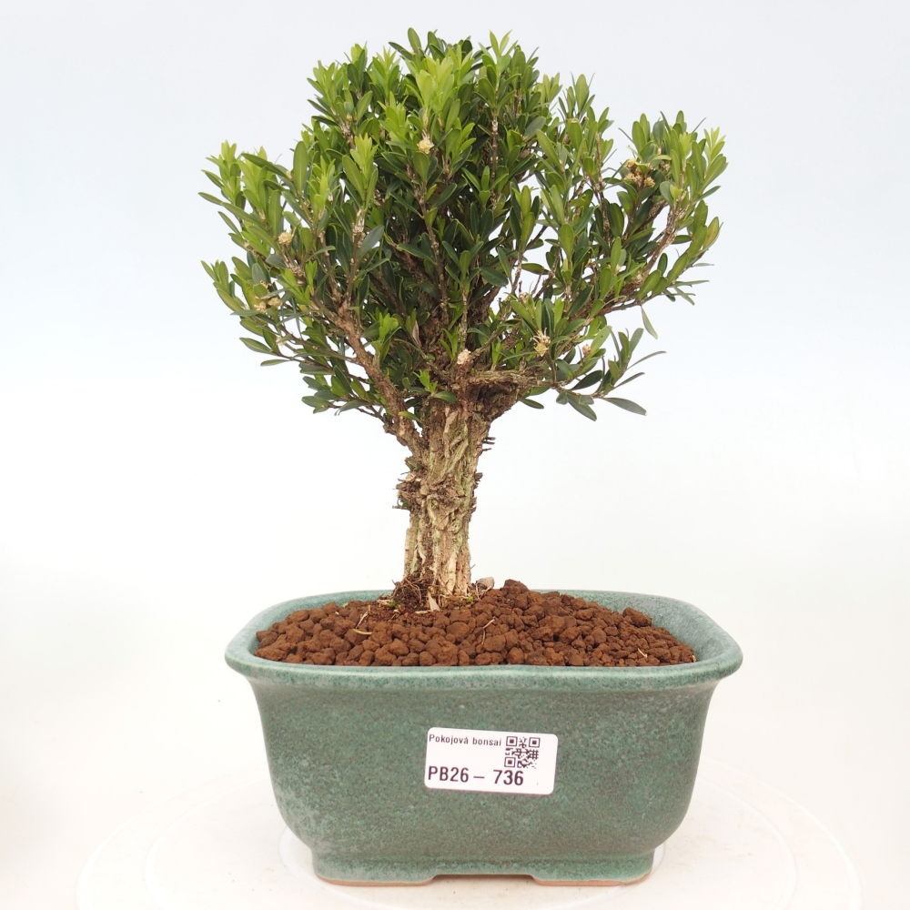 Camera bonsai - Buxus harlandii - buxus da sughero