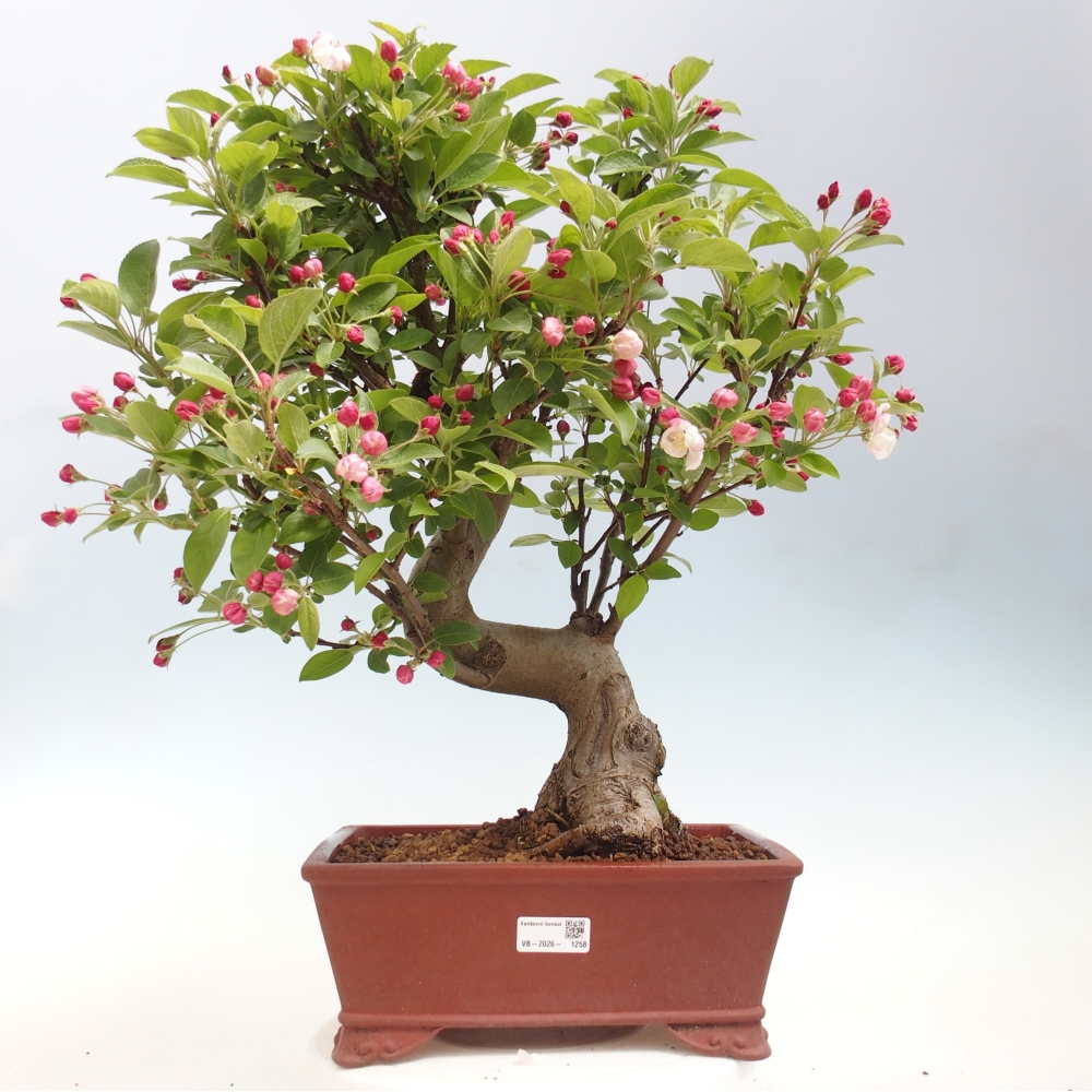 Bonsai da esterno -Malus halliana - Melo a frutto piccolo
