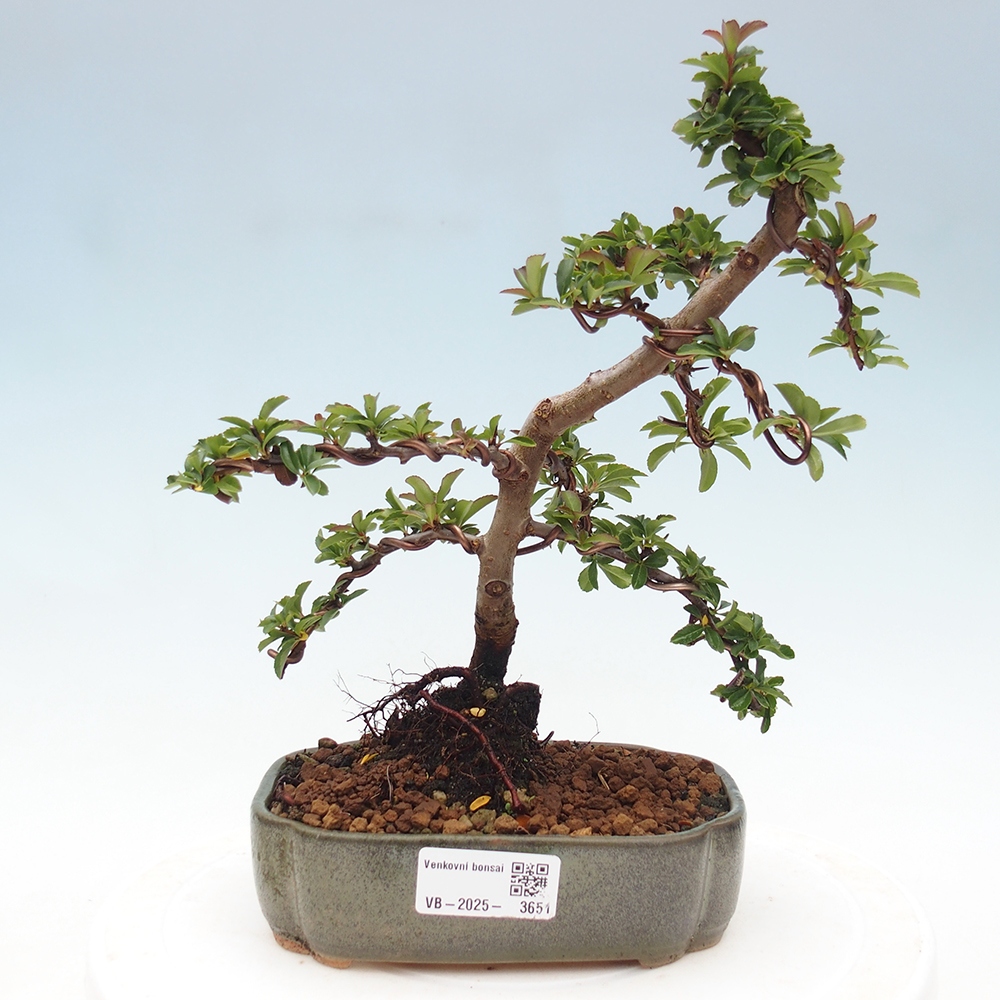 Bonsai da esterno-Pyracantha Teton -Hlox