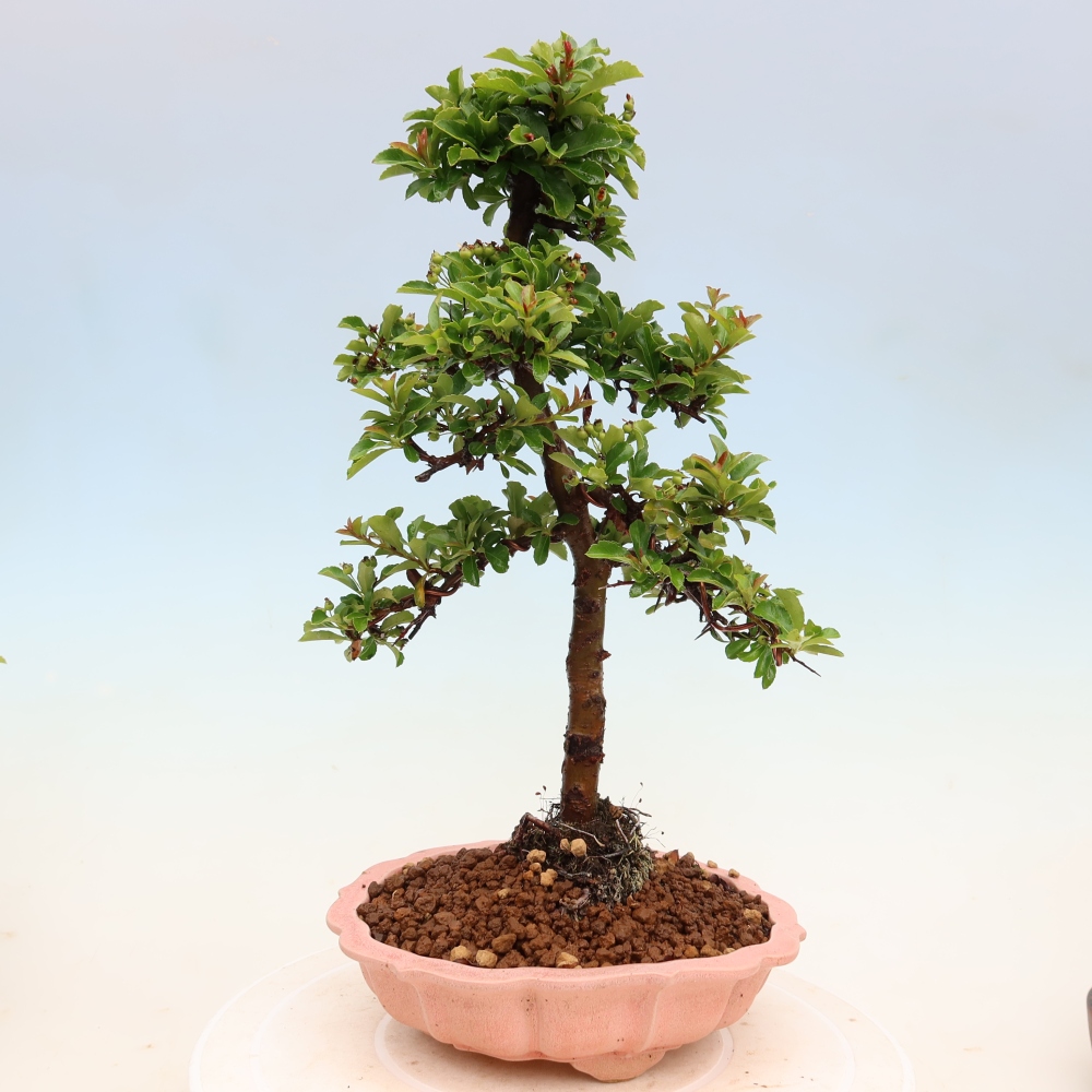 Bonsai da esterno - Pyracantha teton - Pyracantha scarlatta