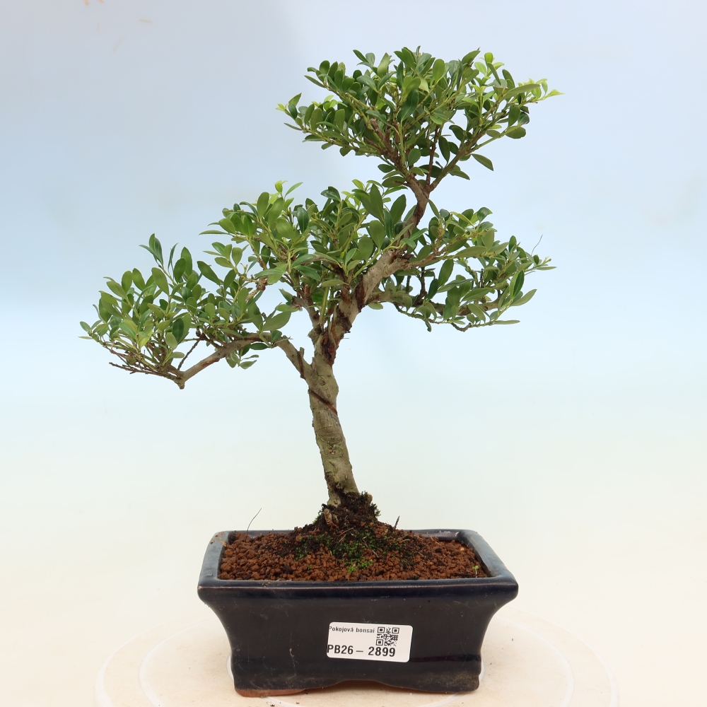 Camera bonsai - Ilex crenata - Agrifoglio