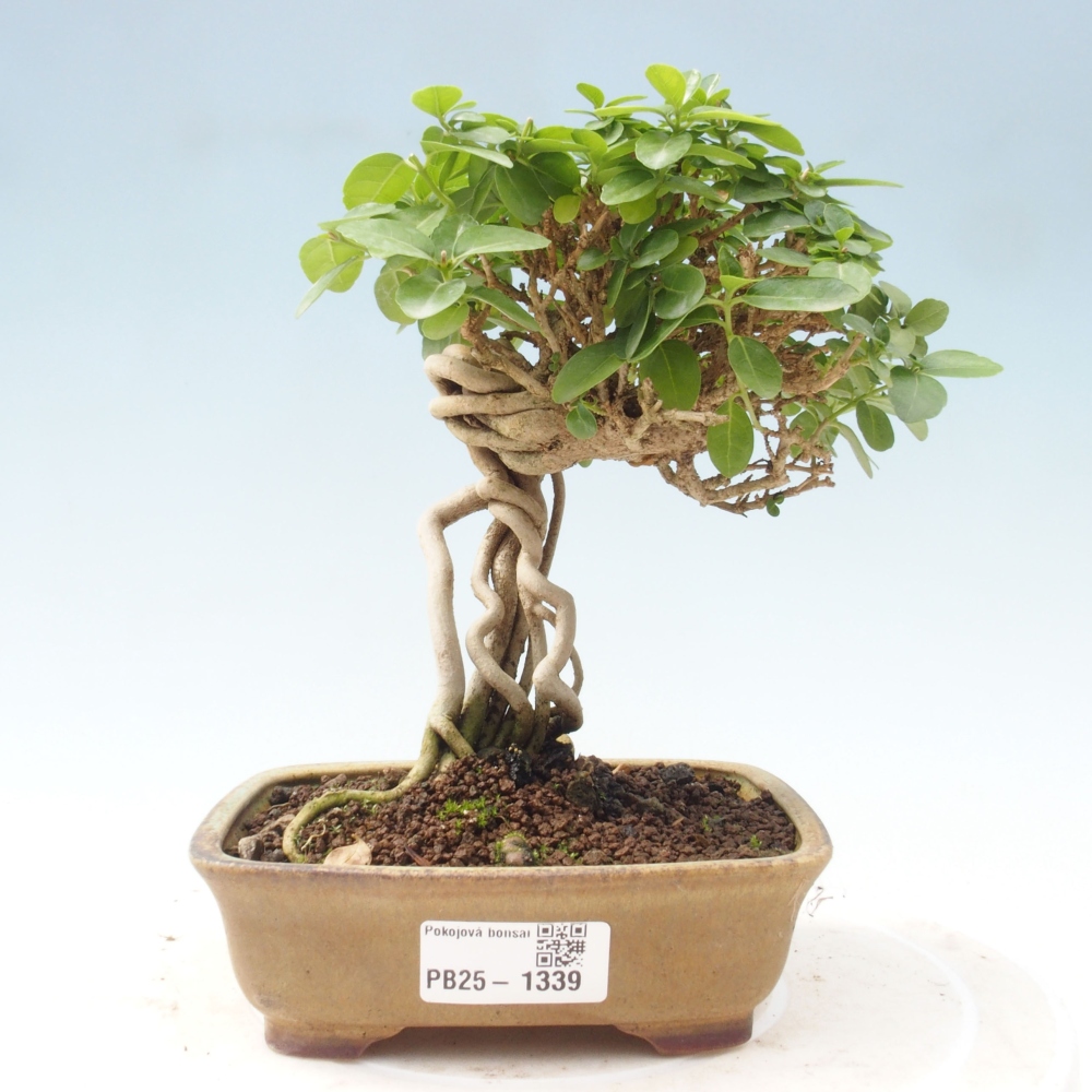 Bonsai da interno - Premna serratifolia - Kozlovna malolista