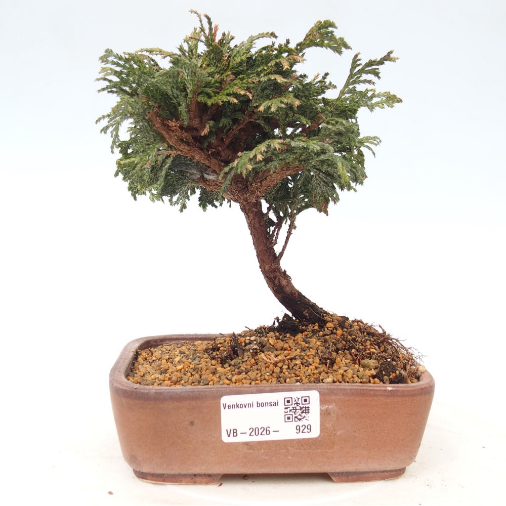 Bonsai da esterno - Cham.pis Parslori - Cipresso